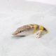 Illustration for article titled The Mysterious Lizards Who Swim In Sand